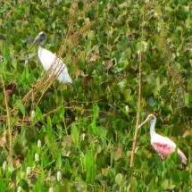 More birds in the shallow water